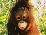 Young Primate In The Wild