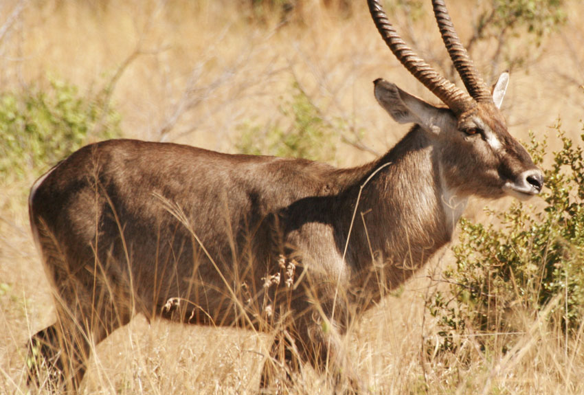 South Africa